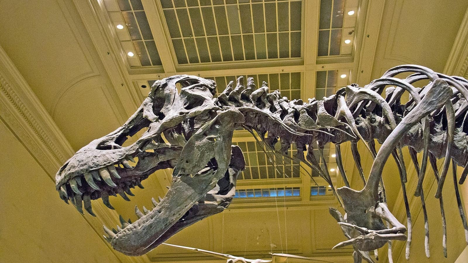 Smithsonian Doğa Tarihi Müzesi'nde sergilenen Tyrannosaurus rex iskeleti
