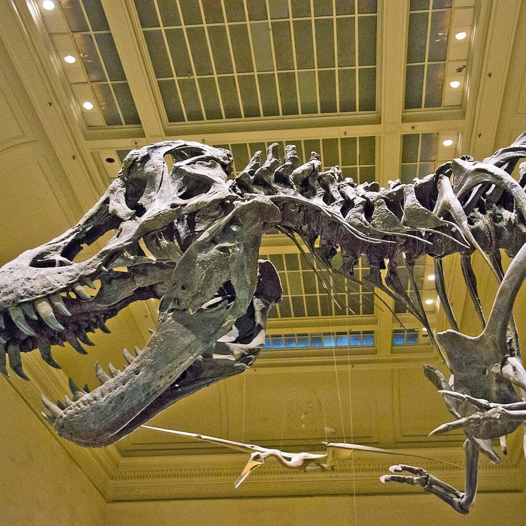 Smithsonian Doğa Tarihi Müzesi'nde sergilenen Tyrannosaurus rex iskeleti