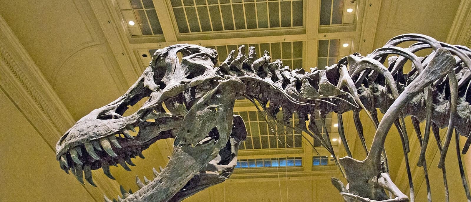 Smithsonian Doğa Tarihi Müzesi'nde sergilenen Tyrannosaurus rex iskeleti