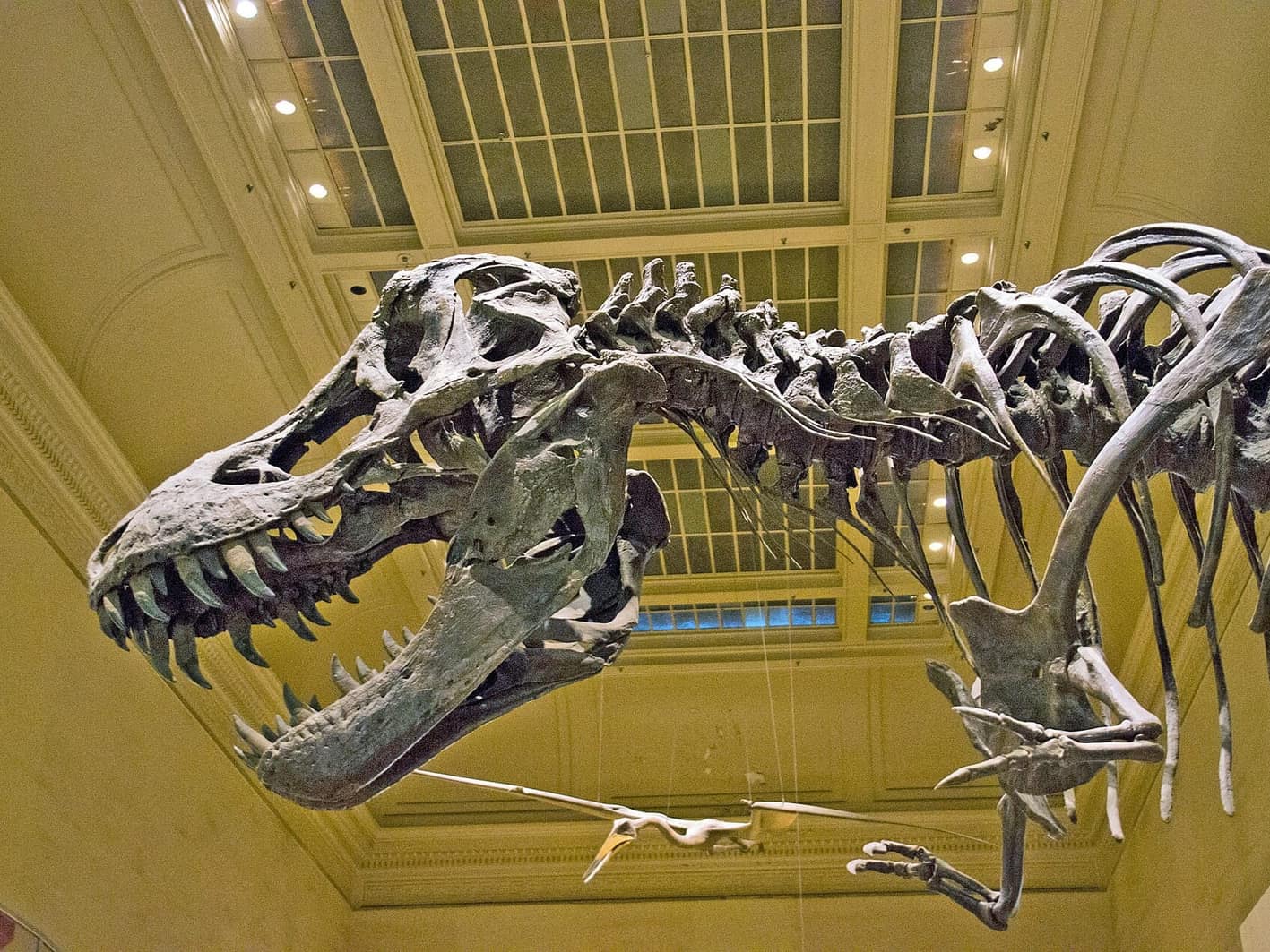 Smithsonian Doğa Tarihi Müzesi'nde sergilenen Tyrannosaurus rex iskeleti