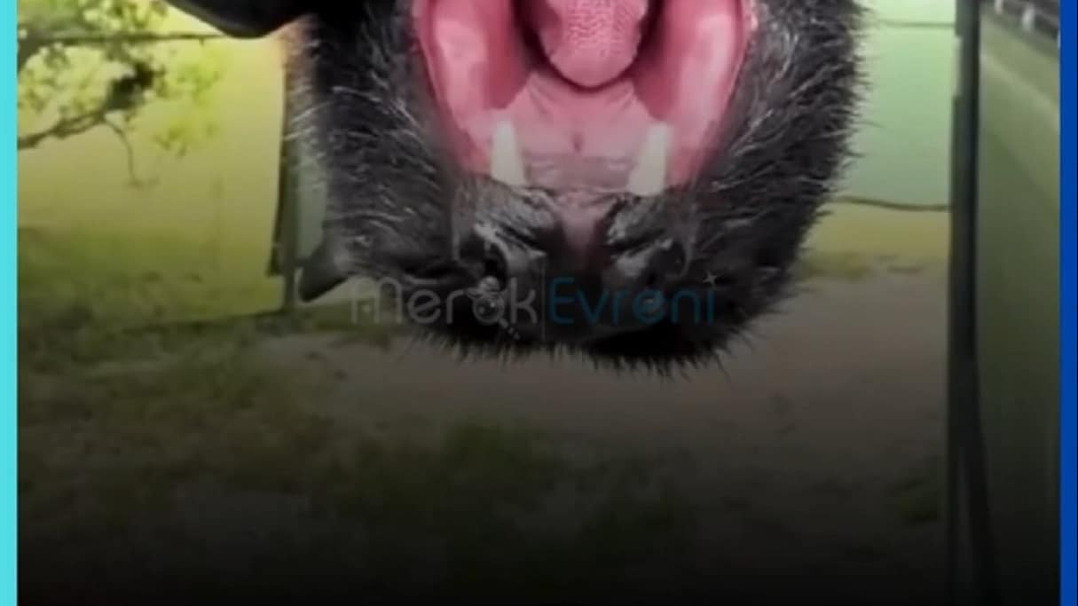 VEGAN DRAKULA İLE TANIŞIN! Meyve Yarasalarının Gizemli Dünyası!