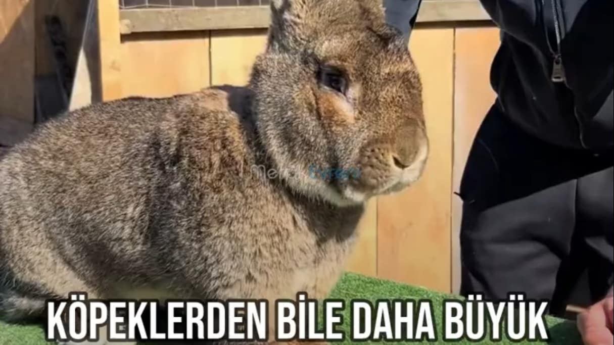 BUNU KÖPEK SANABİLİRSİNİZ! Dünyanın En Büyük Tavşanı ile Tanışın