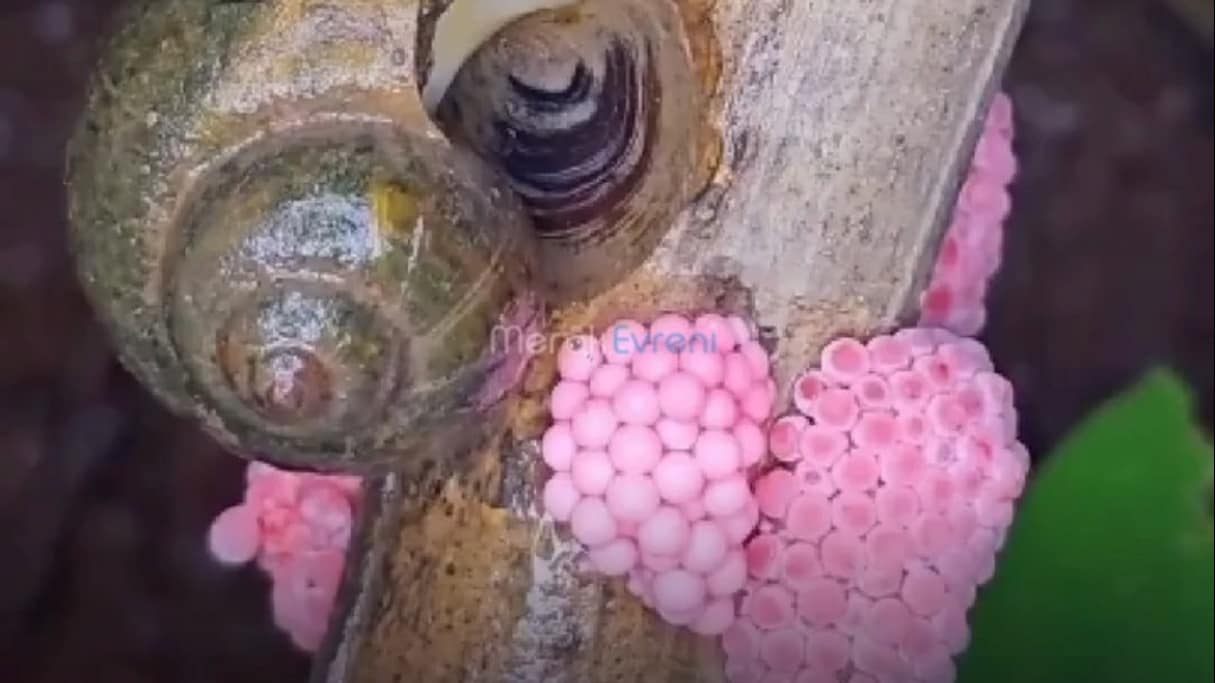 Toksik Pembe Yumurtalar: Doğal Avcısı Olmayan Biyolojik Tehdit!