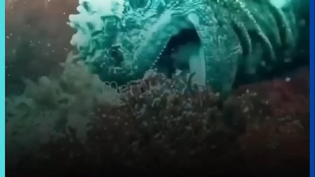 Su Altındaki Gerçek Godzilla: Deniz İguanası Neden Bu Kadar Uysal?