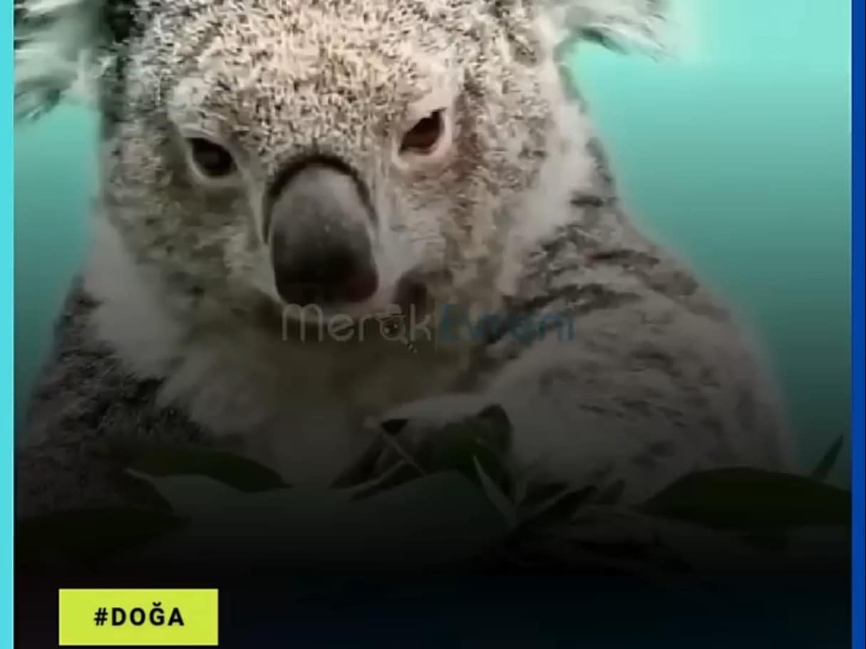 Beyninde hiç kıvrım yok! Kafatasının %40'ı Sıvıyla Dolu!