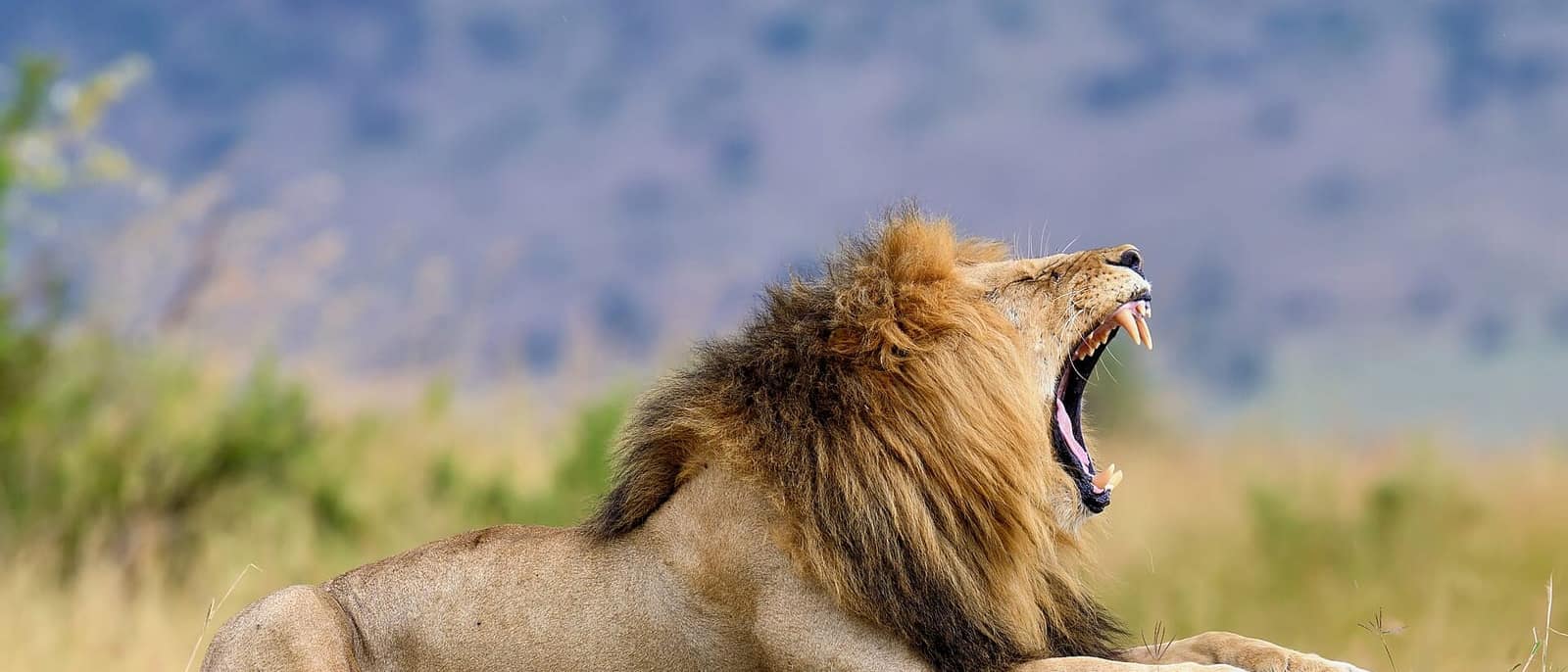 Masai Mara'da erkek aslan
