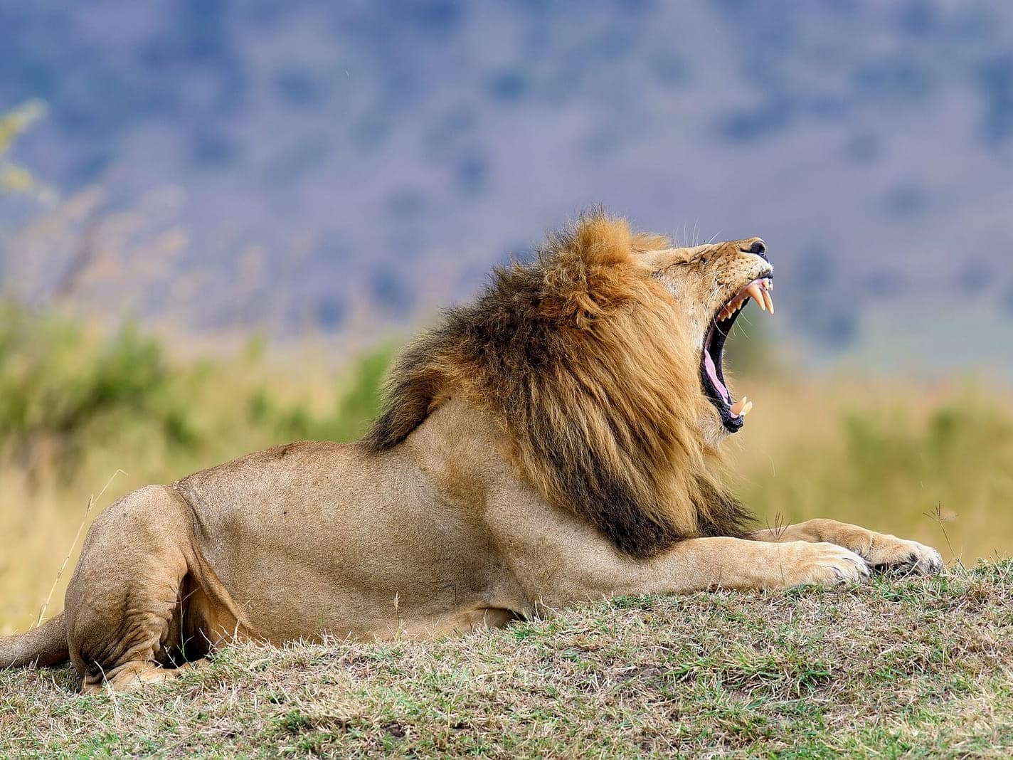 Masai Mara'da erkek aslan