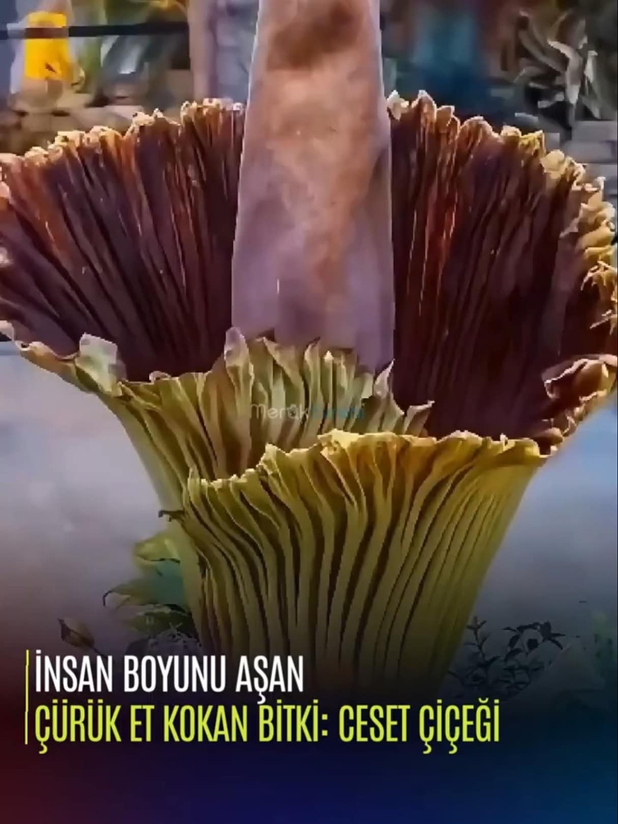 İnsan Boyunu Aşan ve Çürük Et Kokan Bitki: Ceset Çiçeği!