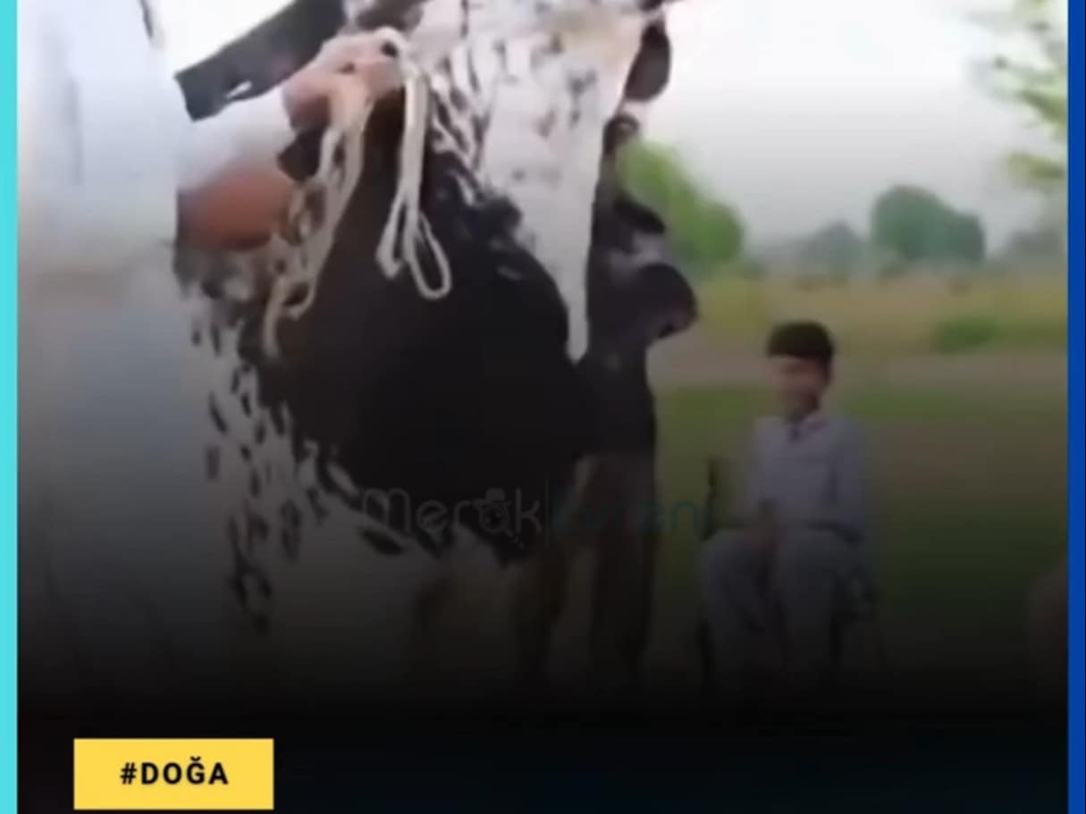 Keçilerin Pitbull Cinsi! 150 Kiloluk Dev Kas Yığını!