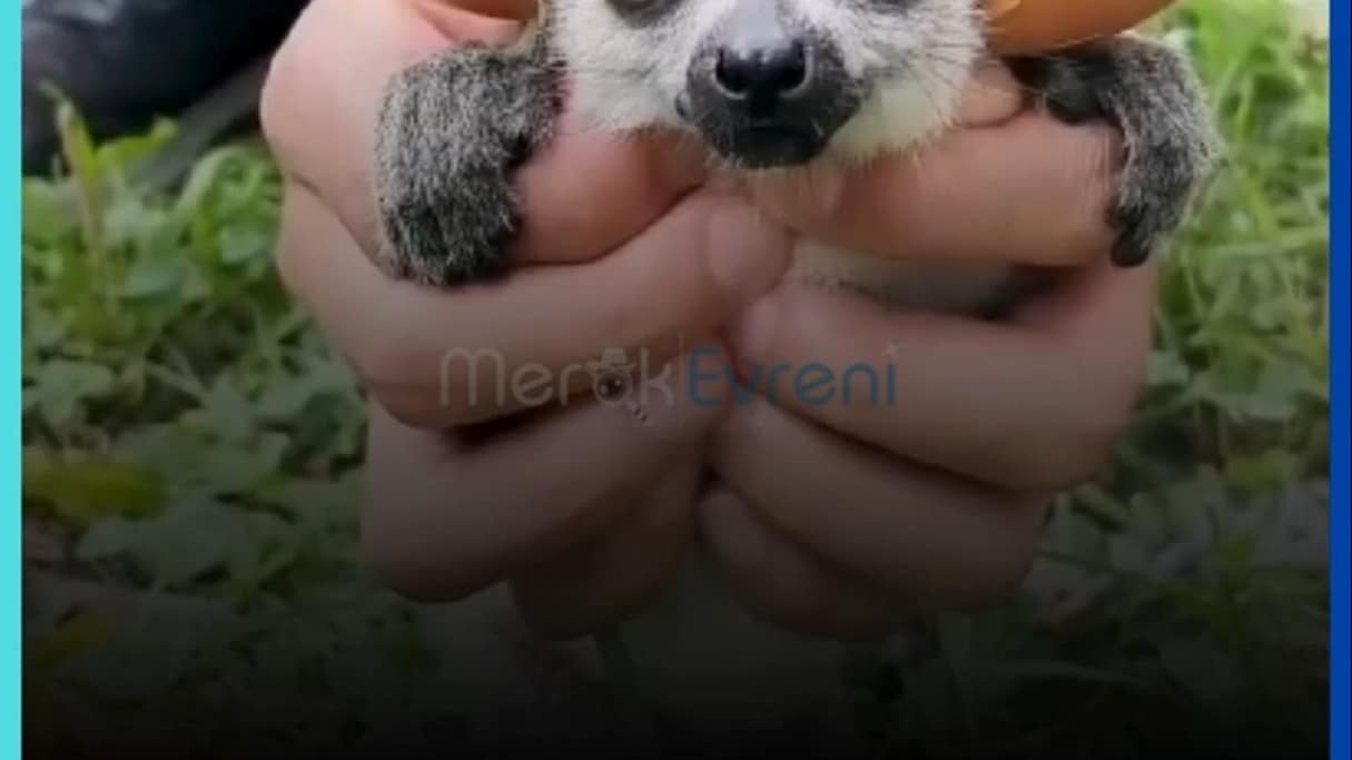 Madagaskar'ın "Zen" Ustaları ve Garip Koku Savaşları!