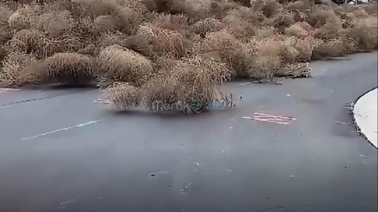 Bir Gecede Mahalle Yutan İstilacı Bitki: Tumbleweed Felaketi!