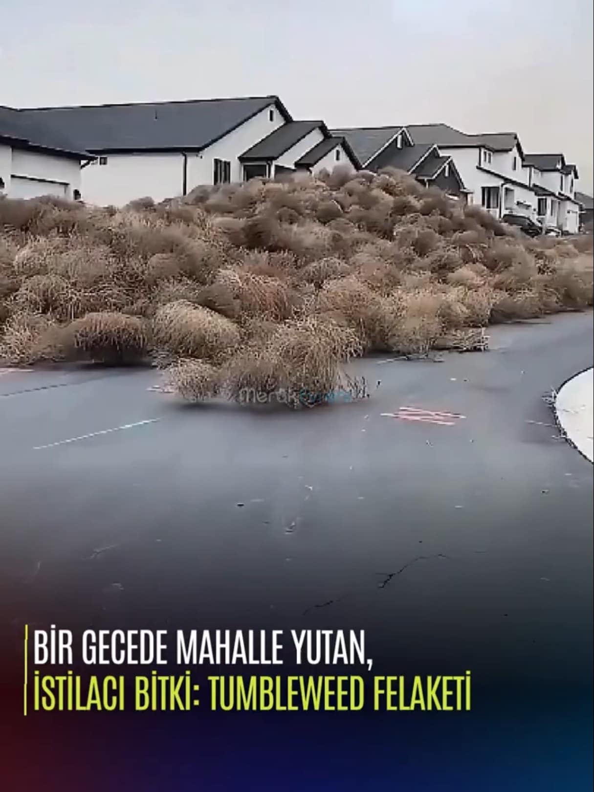 Bir Gecede Mahalle Yutan İstilacı Bitki: Tumbleweed Felaketi!