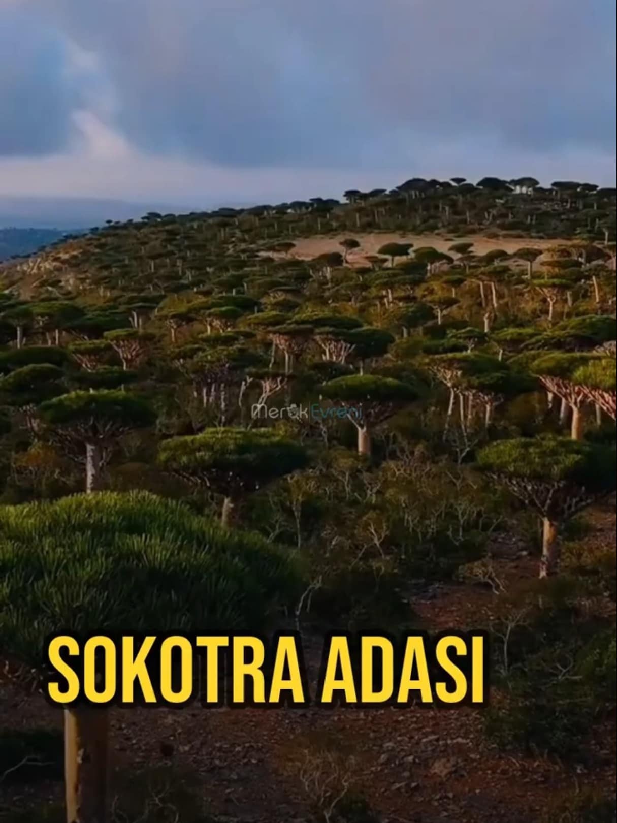 Dünya'nın En Uzaylı Adası: Sokotra Burası Gerçekten Dünya mı?