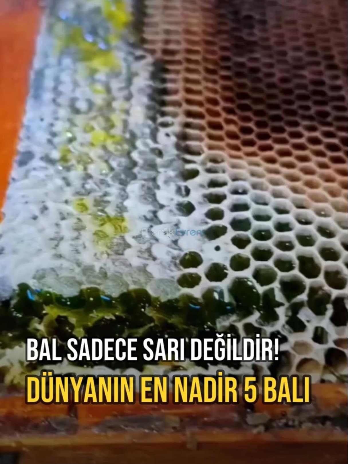 BAL SADECE SARI DEĞİLDİR! Dünyanın En En Nadir 5 Balı!