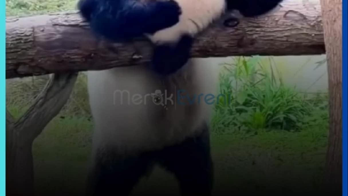 ANNE PANDADAN SERT ASKERİ EĞİTİM! DÜŞMEK ONLAR İÇİN SADECE BİR ANTRENMAN!