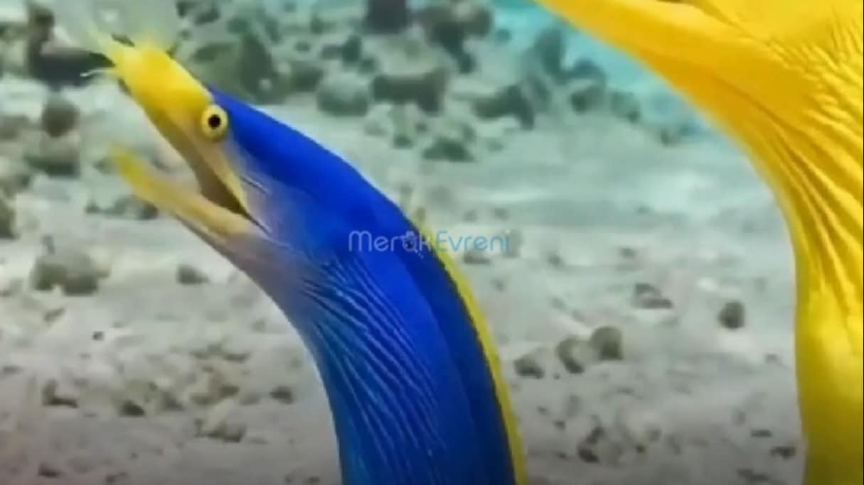 ÜÇ FARKLI BEDEN, ÜÇ FARKLI KİMLİK! Hayatı Boyunca Cinsiyet Değiştiren Canlı!