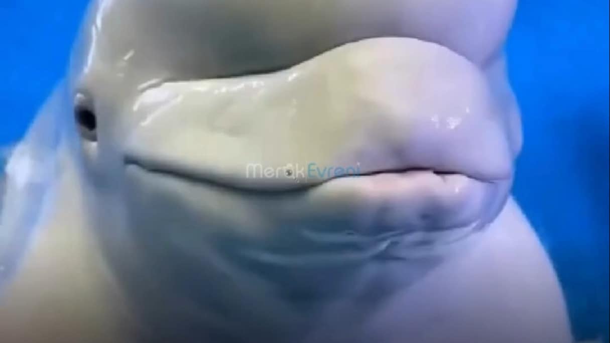 Kafasında Kemik Olmayan Canlı! Okyanusun En Zeki Radarı: Beluga!