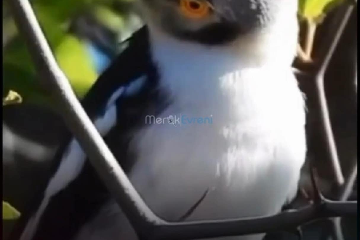 Avını Dikenlere Çivileyen Canlı! Kuş Değil Bildiğin Kasap!