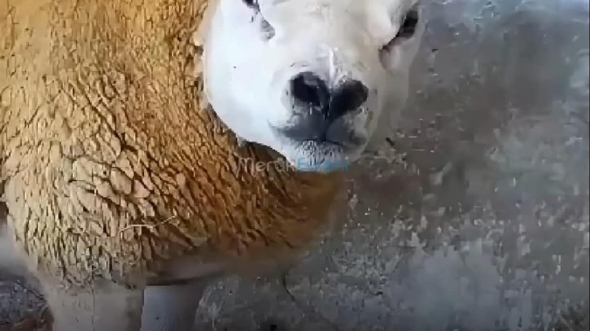 Sıradışı Görünümüyle Şaşırtan, Çekinik Gene Sahip Texel Koyunu!