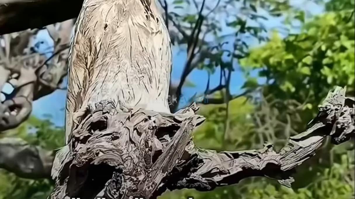 Gözlerine İnanamayacaksın: Dünyanın En Tuhaf Kuşu Potoo!