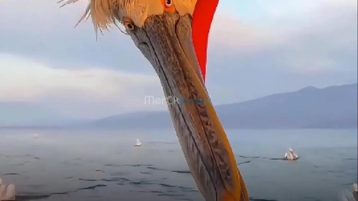 Ağzına Sığan Her Şeyi Canlı Canlı Yutan Avcı: Pelikan