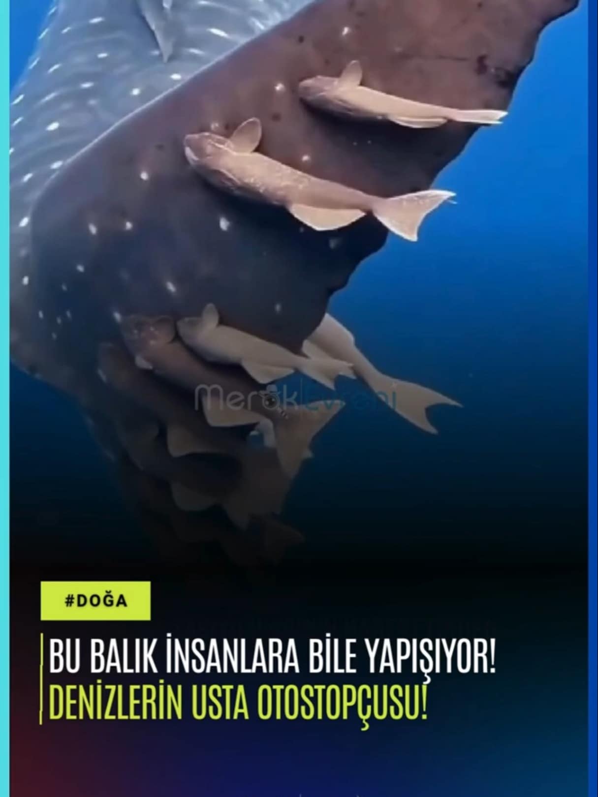 Bu Balık İnsanlara Bile Yapışıyor! Denizlerin Usta Otostopçusu Remoralar!