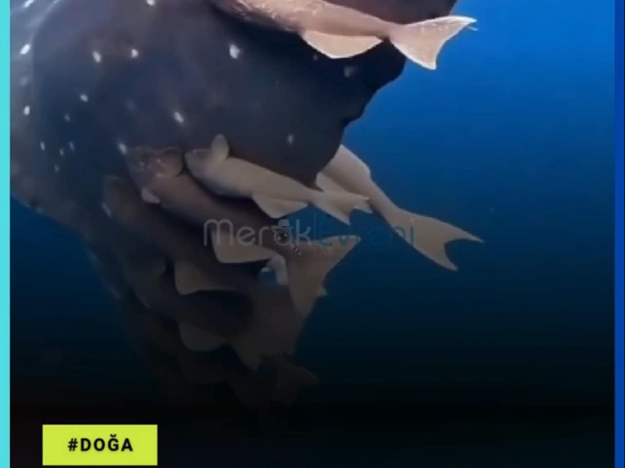 Bu Balık İnsanlara Bile Yapışıyor! Denizlerin Usta Otostopçusu Remoralar!