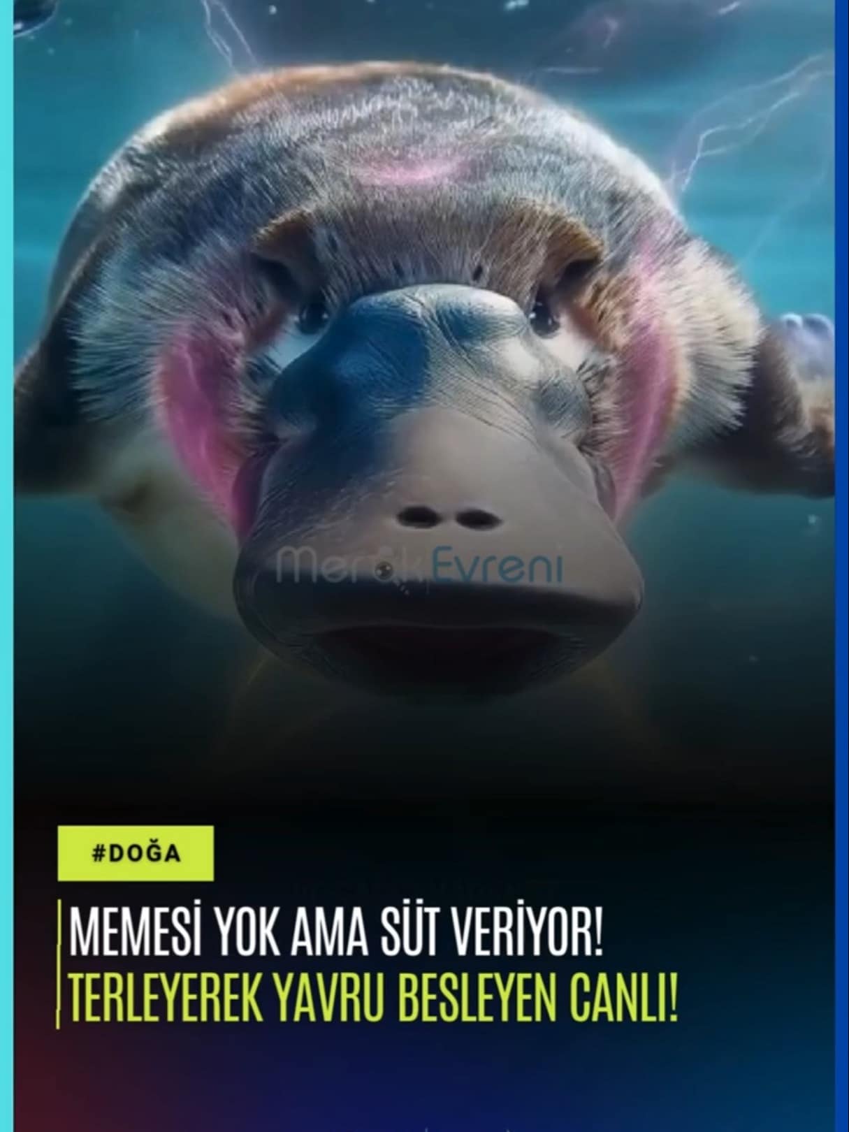 Memeli, Zehirli ve Yumurtluyor: Doğanın En Büyük Paradoksu (Ornitorenk)