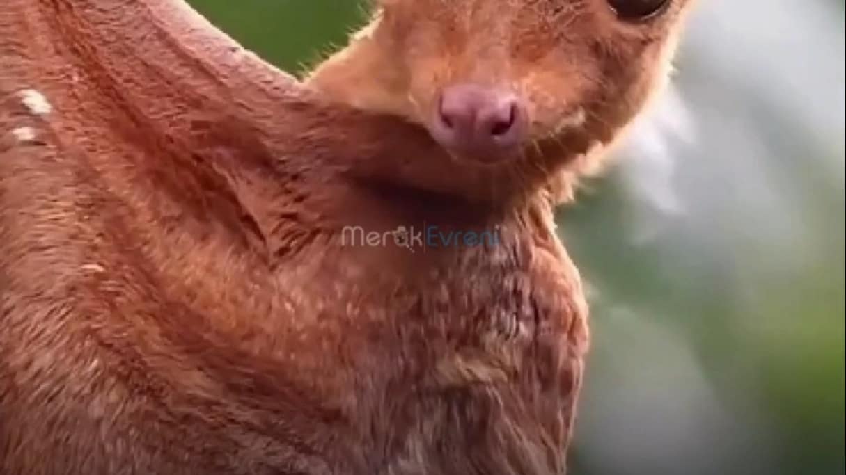 Ormanın Canlı Uçurtması: Colugo, Namıdiğer "Uçan Lemur" ile tanışın!