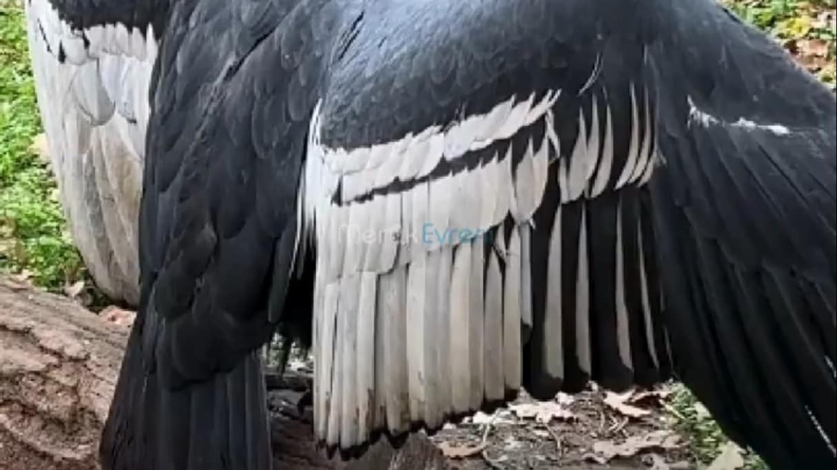 Dünyanın Uçabilen En Büyük Kuşu: And Dağları Kondoru!