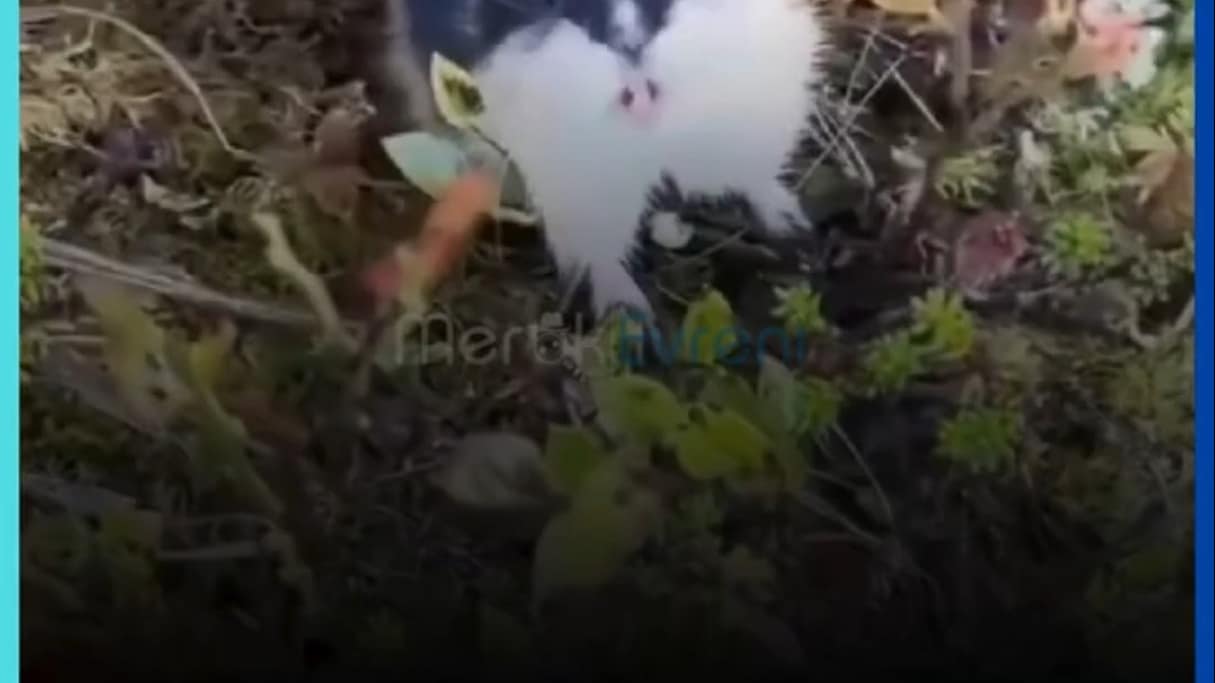 Bir Hamster Kadar Küçük Ama Dünyanın En Asabi Canlısı: Lemming!