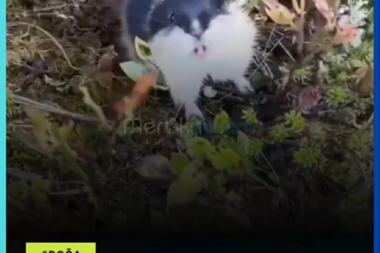 Bir Hamster Kadar Küçük Ama Dünyanın En Asabi Canlısı: Lemming!