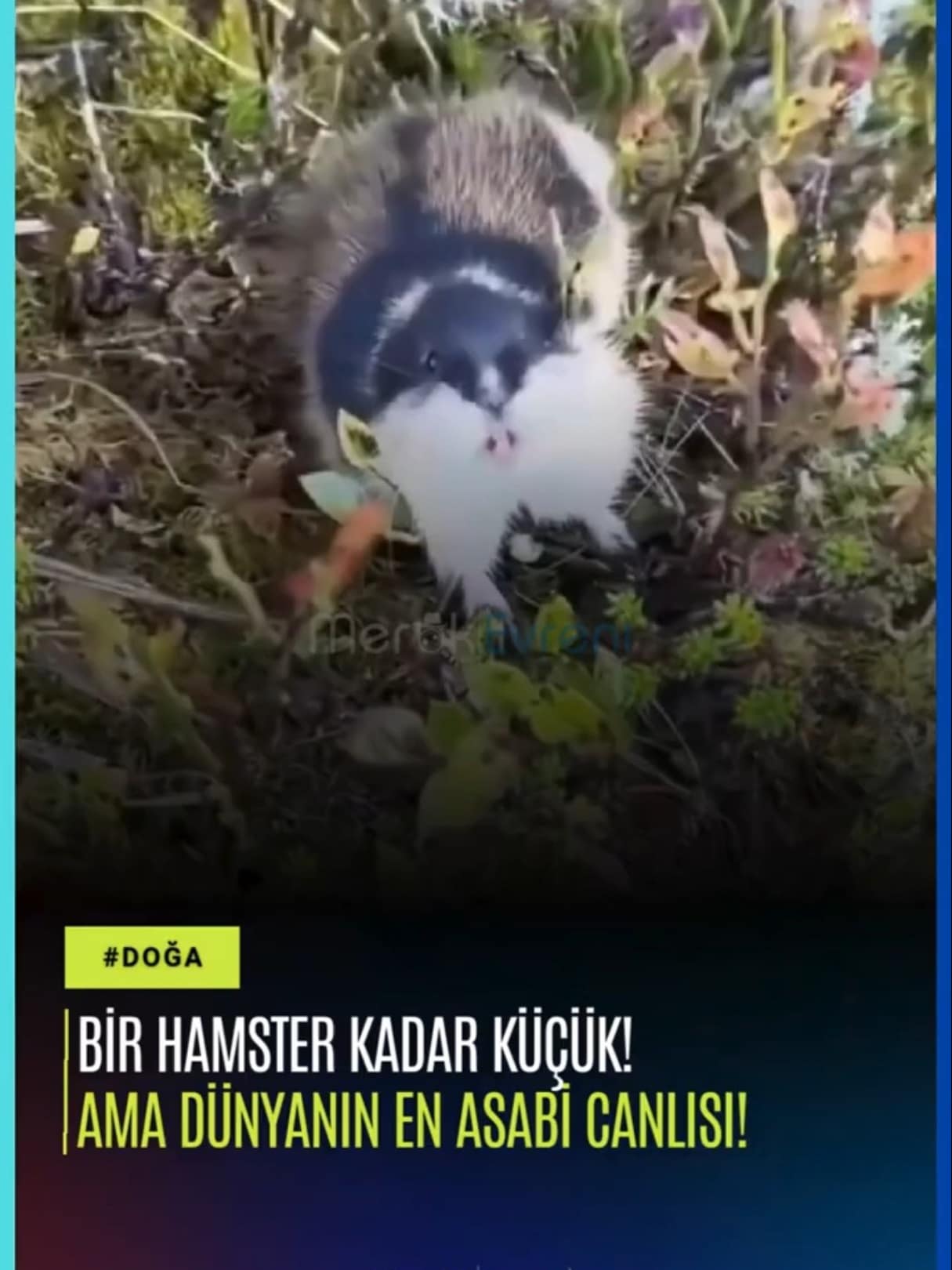 Bir Hamster Kadar Küçük Ama Dünyanın En Asabi Canlısı: Lemming!