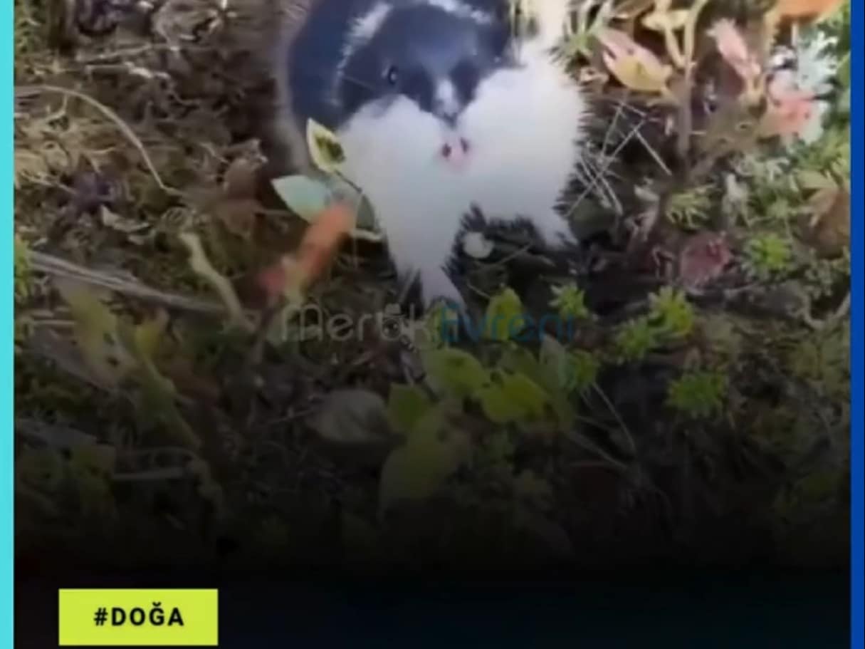 Bir Hamster Kadar Küçük Ama Dünyanın En Asabi Canlısı: Lemming!