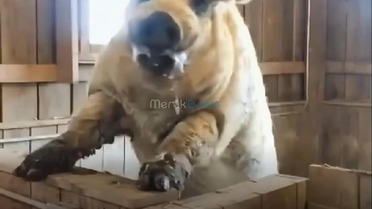 Koyun Postuna Bürünmüş Hayvan: Mangalitsa ile Tanışın!