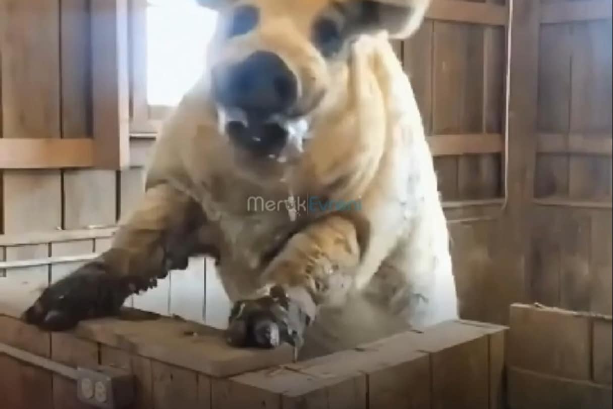 Koyun Postuna Bürünmüş Hayvan: Mangalitsa ile Tanışın!