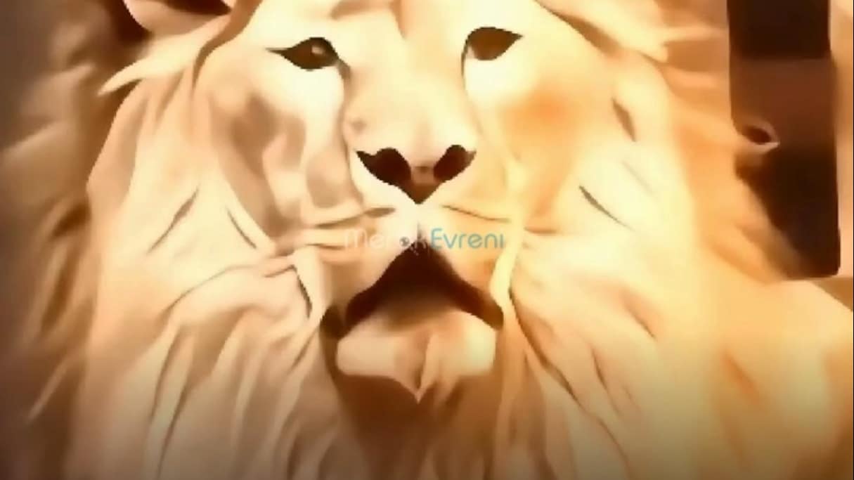 Bir Hayvanat Bahçesini Kapattıran Anatomik Çöküş: Aslan Baram