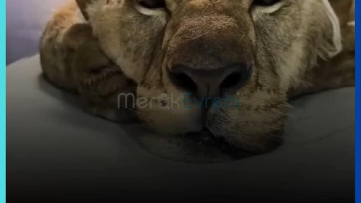 ASLAN DEĞİL PELUŞ OYUNCAK! Hayvanların Şaşırtıcı Hastane Maceraları!