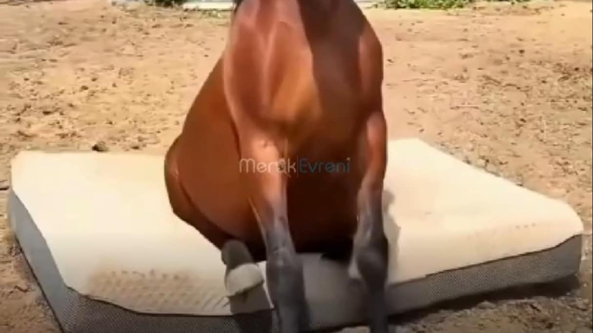 Bir At Yanınızda Böyle Oturuyorsa Size Ne Anlatmak İstiyordur?