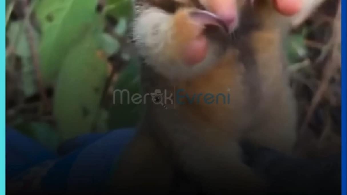 Sakın Sarılmayın! Dev Karıncayiyenin Şok Eden Gerçek Gücü!