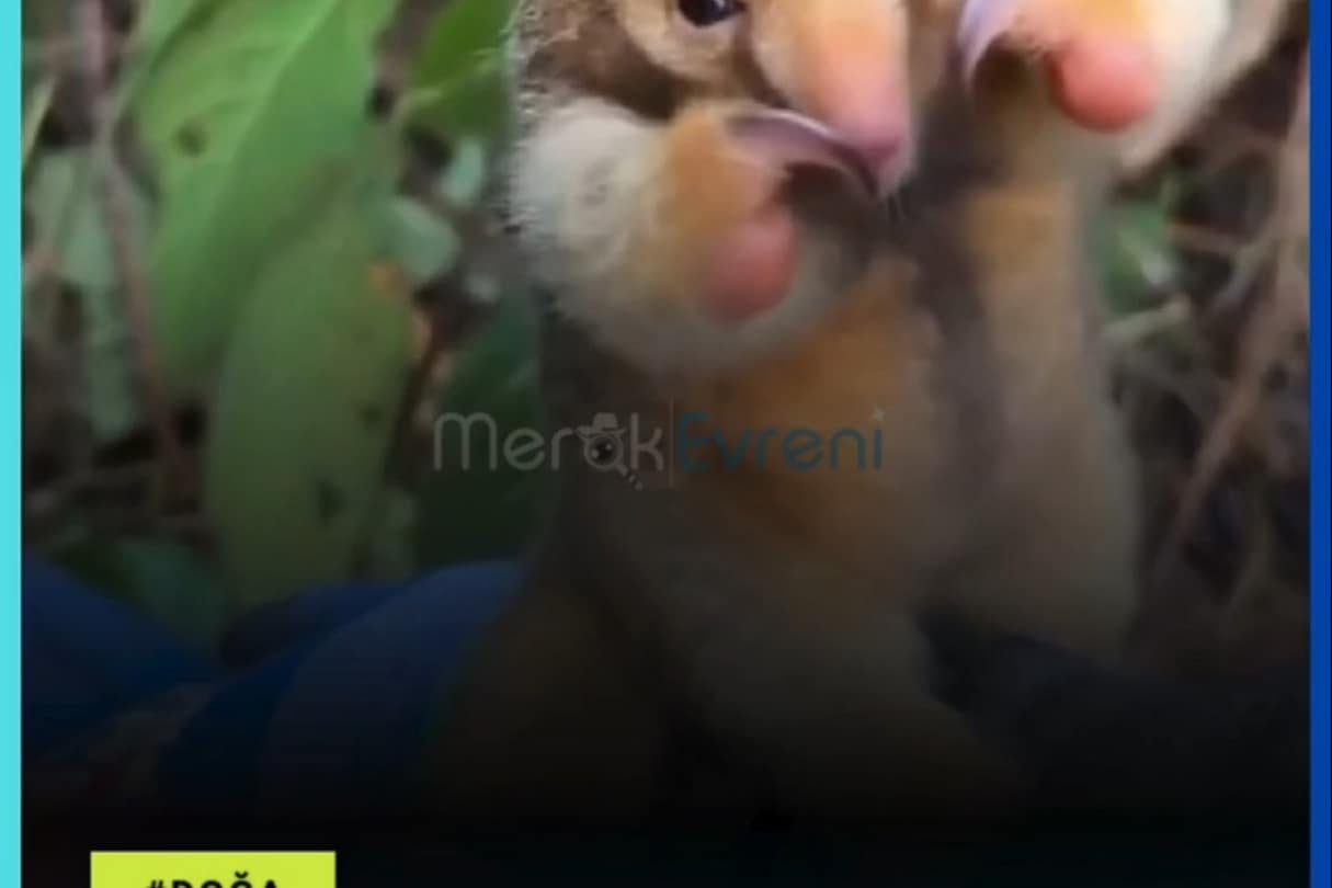 Sakın Sarılmayın! Dev Karıncayiyenin Şok Eden Gerçek Gücü!