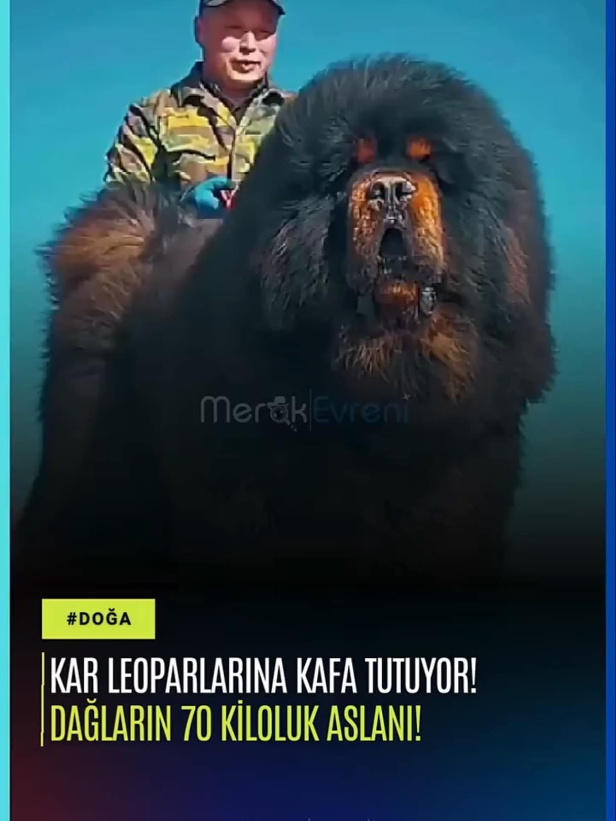 Kurtlara ve Leoparlara Kafa Tutan Dev: Tibet Mastifi