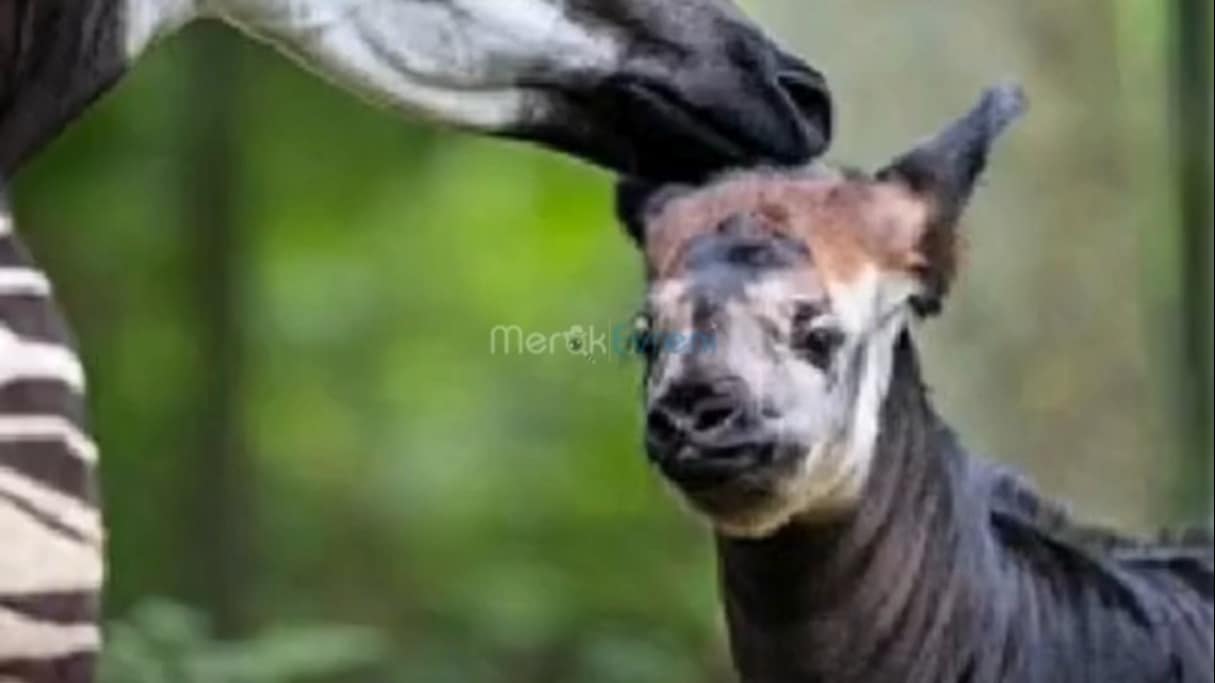 Zürafa Kafalı, Zebra Bacaklı Sıra Dışı Canlı: Okapi!