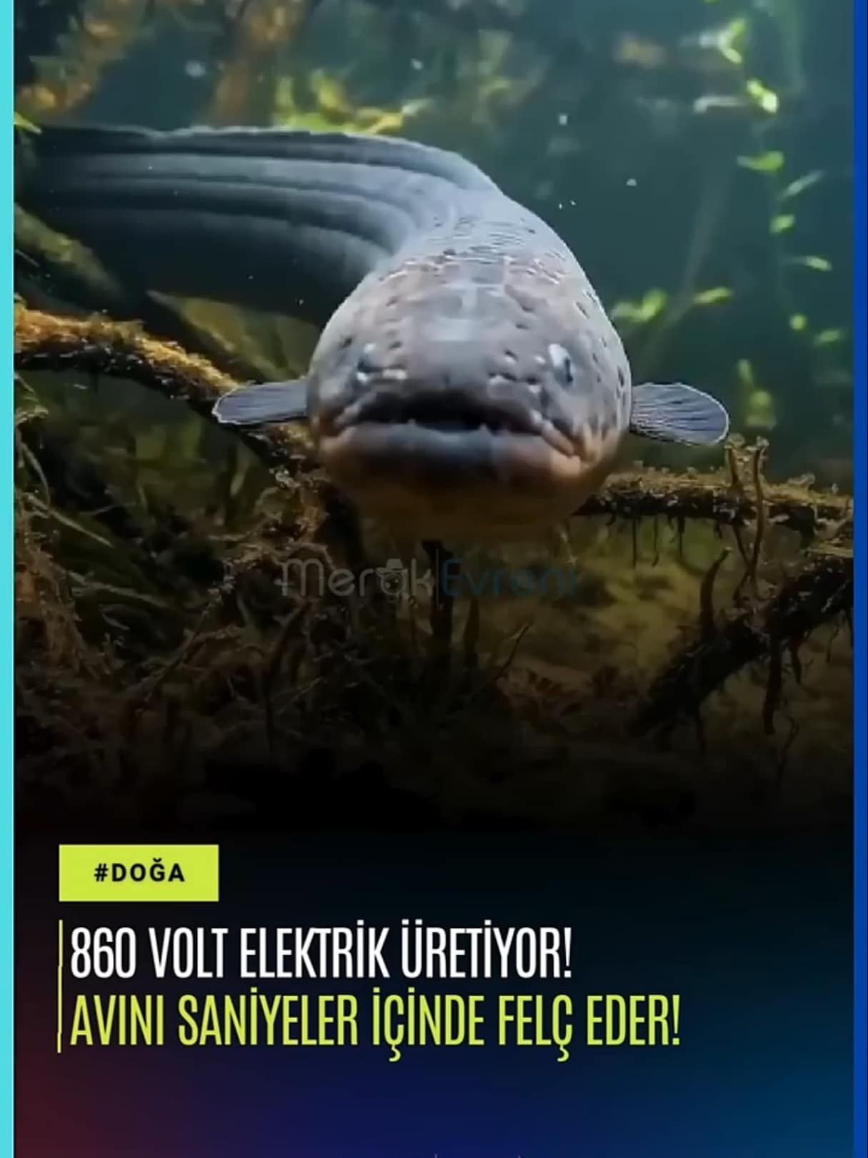 860 Volt Elektrik Üreten Canlı! Atı Bile Yere Seren Yüzen Santral
