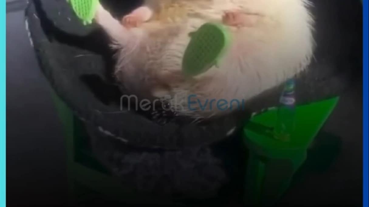 Görünüşü Kaktüs Ruhu Sütlaç: Kirpi Reis ile Tanışın!