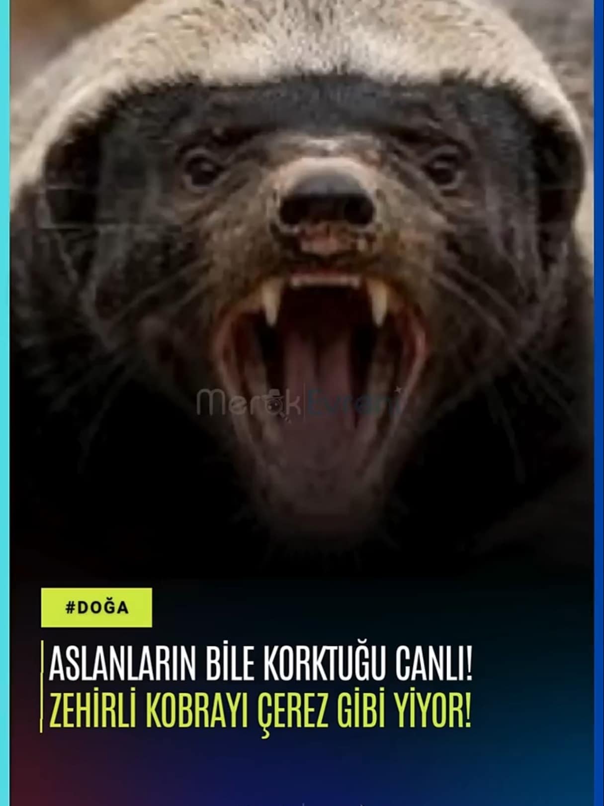 Aslanların Bile Bulaşmadığı Canlı, Zehirli Kobrayı Çerez Gibi Yiyor!