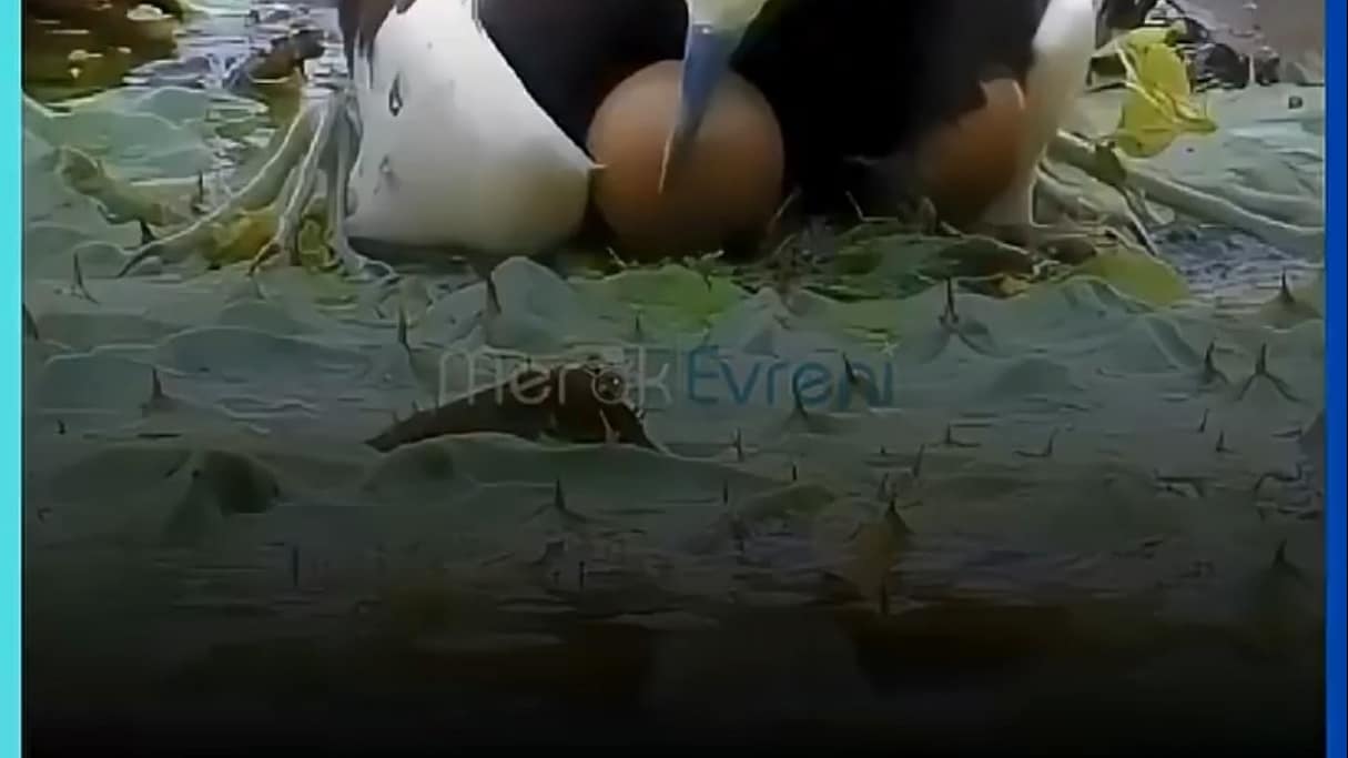 Su Üzerinde Yürüyen, Fedakar Baba: Afrika Jacana'sı!