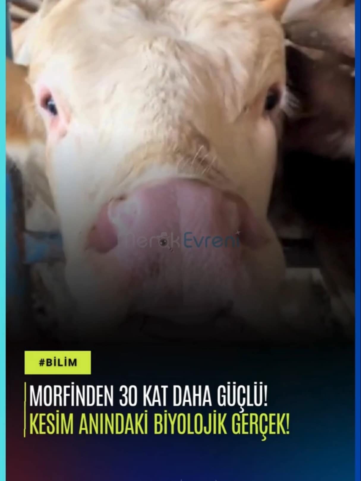 Kurbanlıklar Acı Çeker mi? Kesim Anındaki Biyolojik Gerçek!