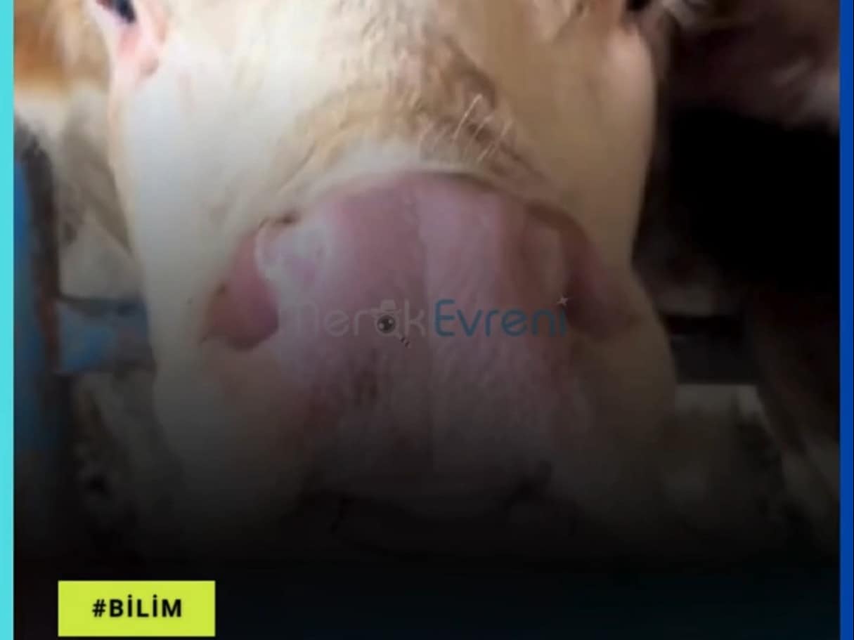Kurbanlıklar Acı Çeker mi? Kesim Anındaki Biyolojik Gerçek!