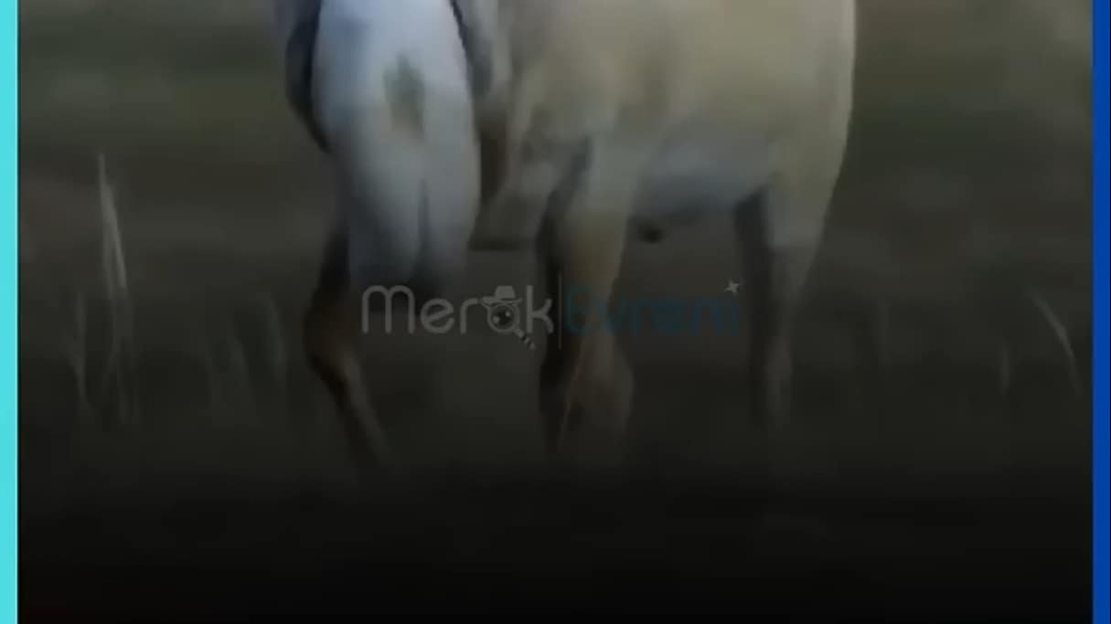 Kafasına Neden Çalı Takıyor? Dünyanın En Garip Burunlu Canlısı